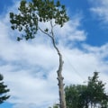 Tree Removal Service Tips To Maximize Curb Appeal In Kalamazoo, Michigan