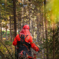 Enhance Your Home's Curb Appeal with Expert Tree Care