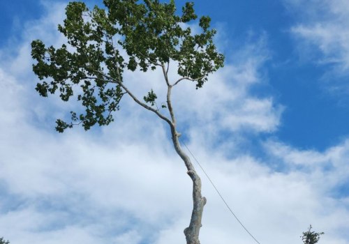 Tree Removal Service Tips To Maximize Curb Appeal In Kalamazoo, Michigan