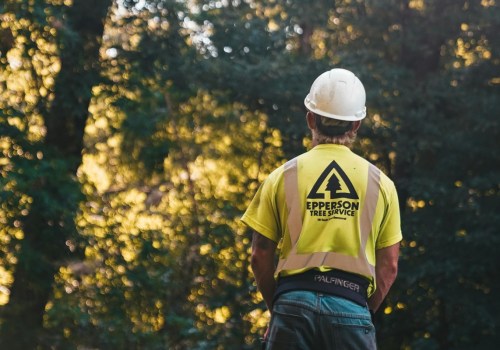 Enhance Your Maysville Property's Curb Appeal with Expert Tree Trimming